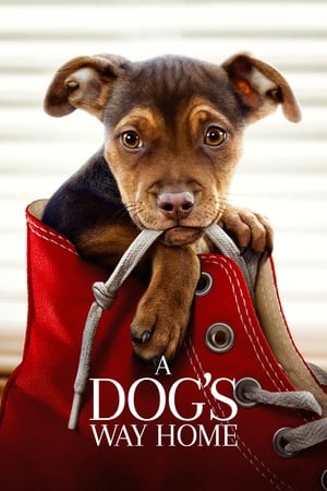 A Dogs Way Home (2019) Dual Audio | Dubbed Hindi Movie Web-DL [900MB]